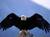 EagleBlue