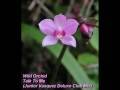 Wild Orchid